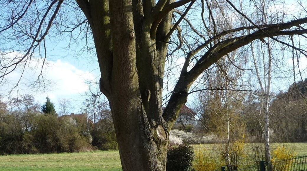 bebankter Baum an der Grundschule