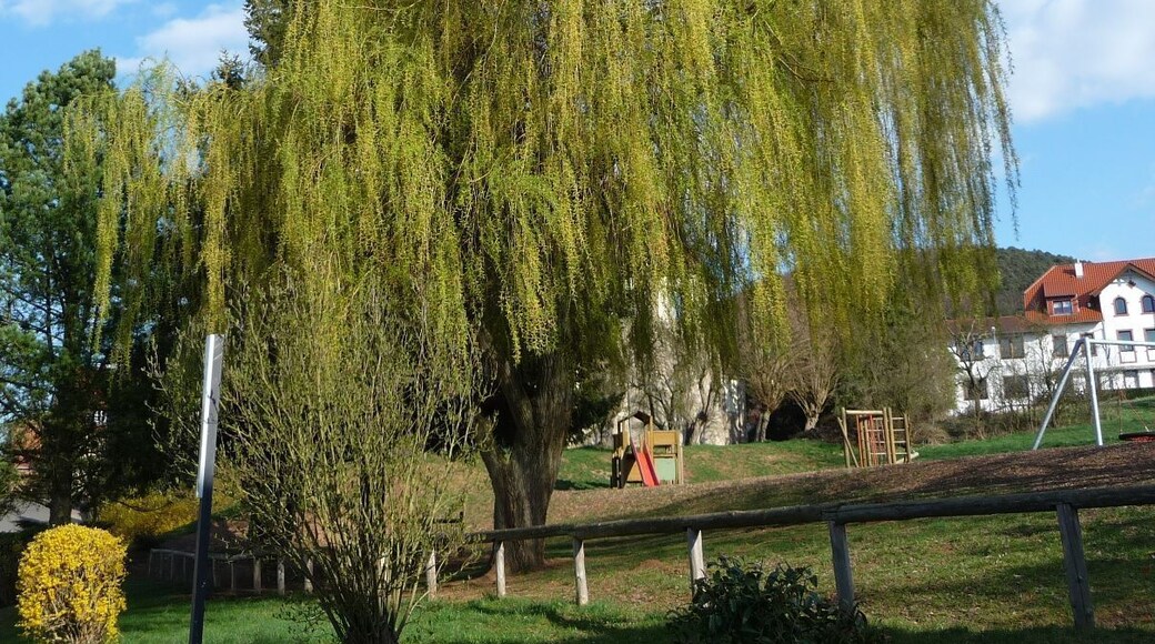 eine schöne Trauerweide