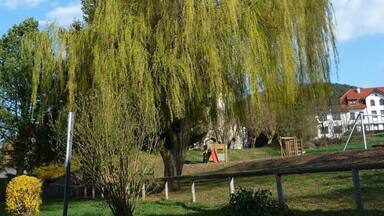 eine schöne Trauerweide