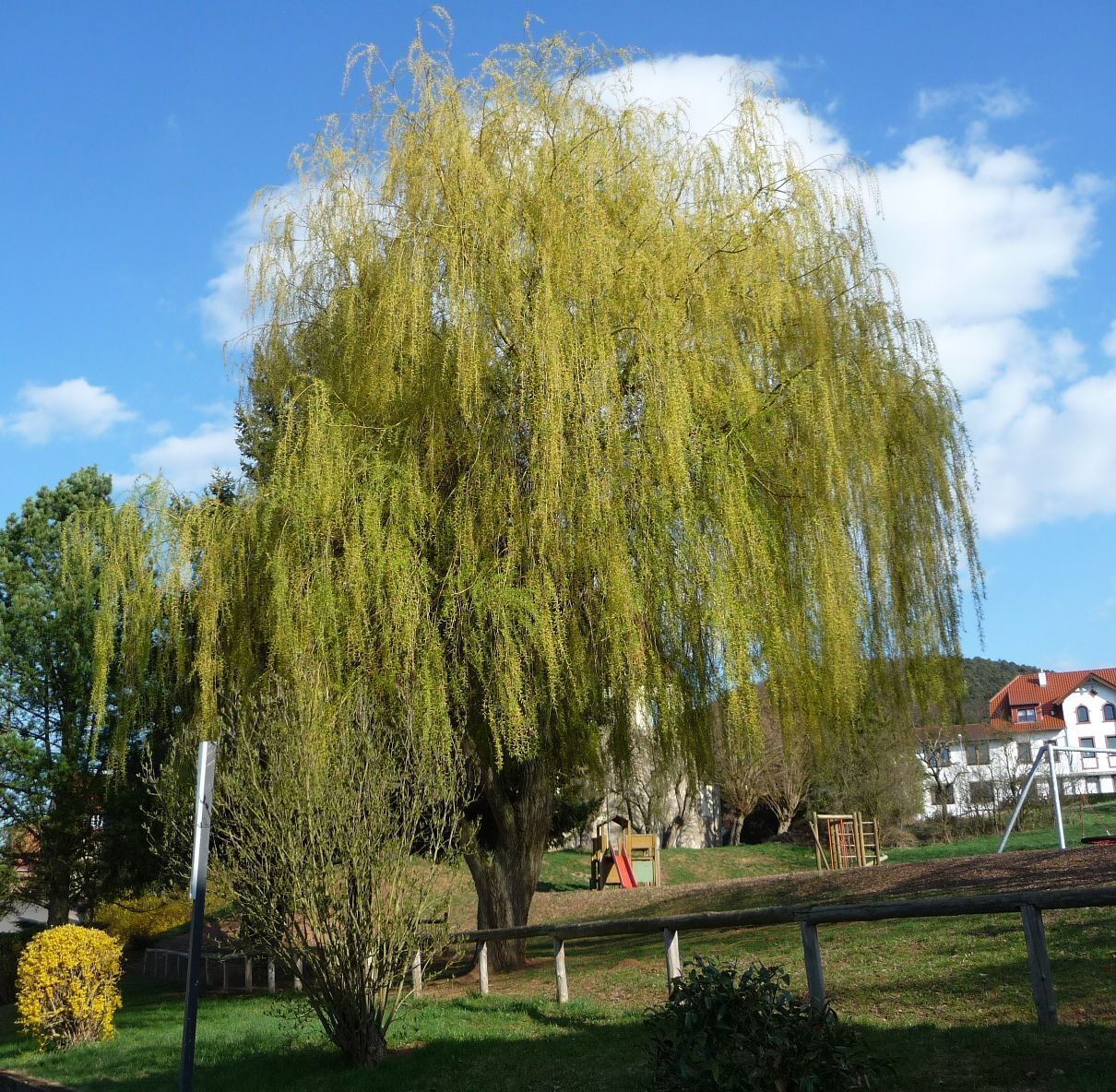 A weeping willow tree in a park with playground equipment and a building in the background.