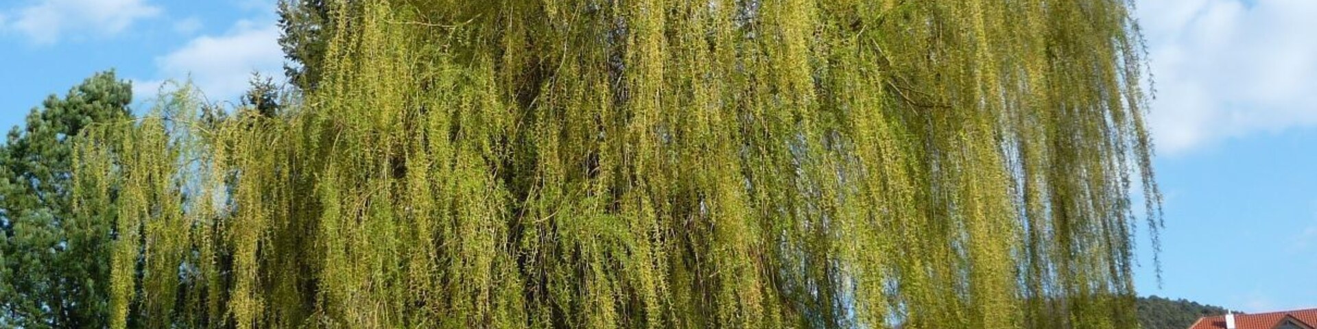 A weeping willow tree in a park with playground equipment and a building in the background.
