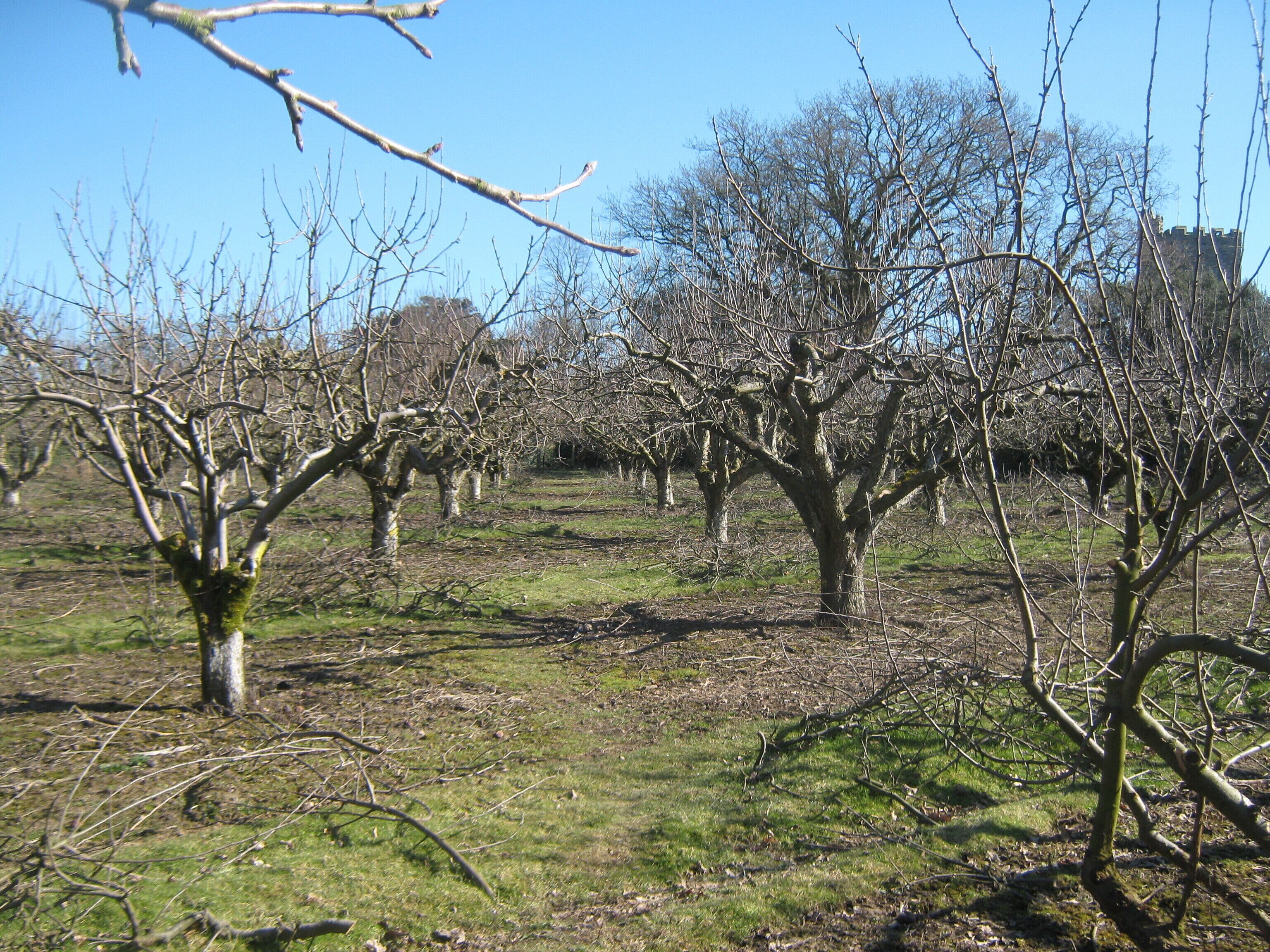 High Weald Landscape Trail through an orchard near Wittersham The long distance path heads from The Street, Wittersham through a large apple orchard heading towards a path beside the Bate's Gill heading towards the Blackwall Bridge. In the background on the right, Wittersham Church can just be seen.