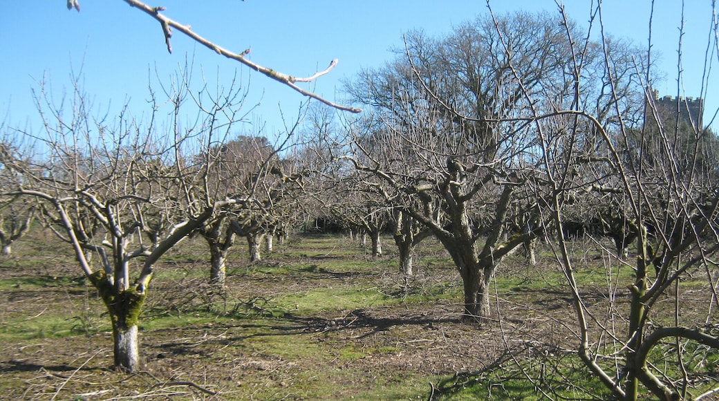 High Weald Landscape Trail through an orchard near Wittersham The long distance path heads from The Street, Wittersham through a large apple orchard heading towards a path beside the Bate's Gill heading towards the Blackwall Bridge. In the background on the right, Wittersham Church can just be seen.