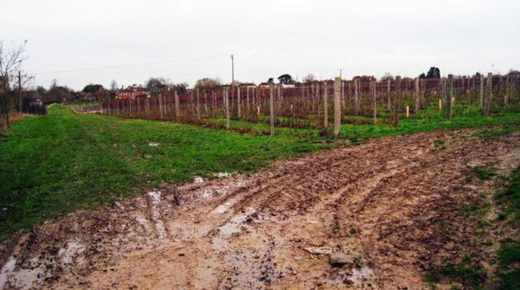 Vineyard at Wittersham