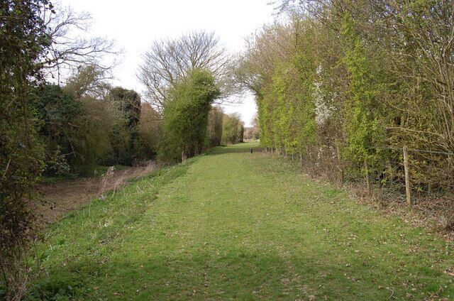 A grassy path through a wooded area with trees and bushes.