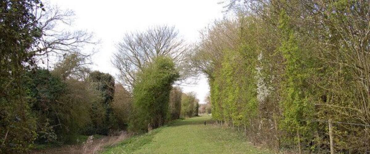 A grassy path through a wooded area with trees and bushes.