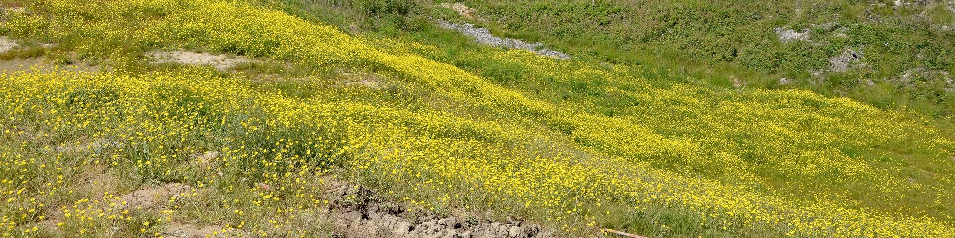 Buttercups on a site of LGV Sud Europe Atlantique construction, Poullignac, Charente, France.