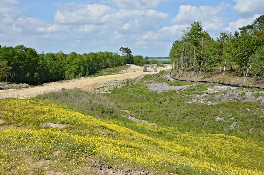 A dirt road, yellow flowers, and trees.