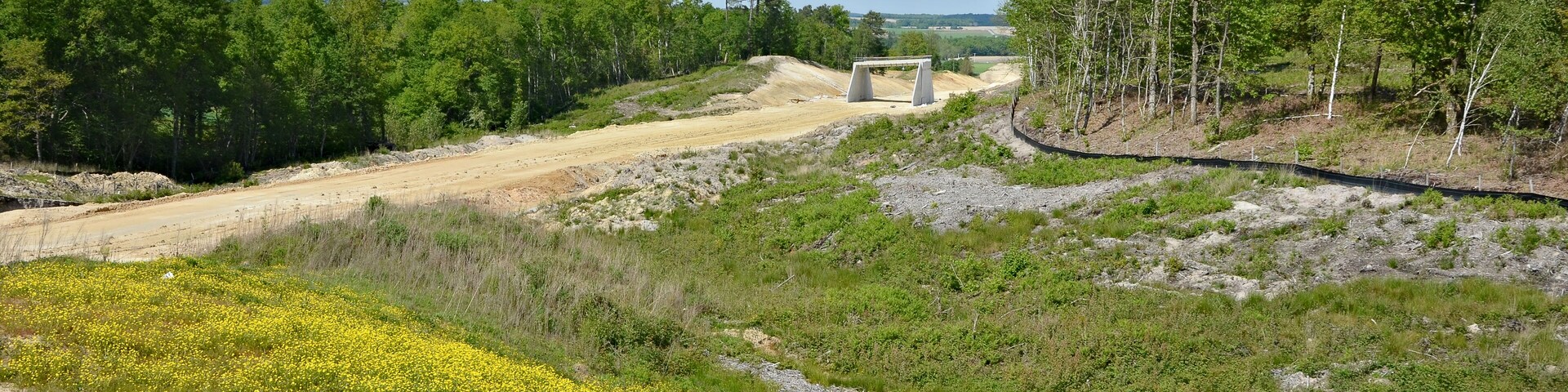 Buttercups on a site of LGV Sud Europe Atlantique construction, Poullignac, Charente, France.