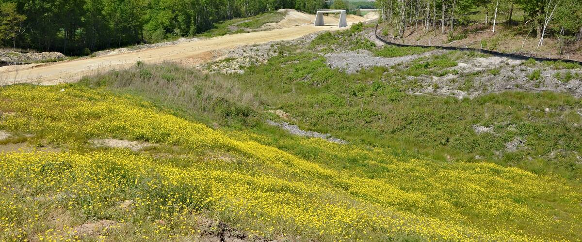 A dirt road, yellow flowers, and trees.