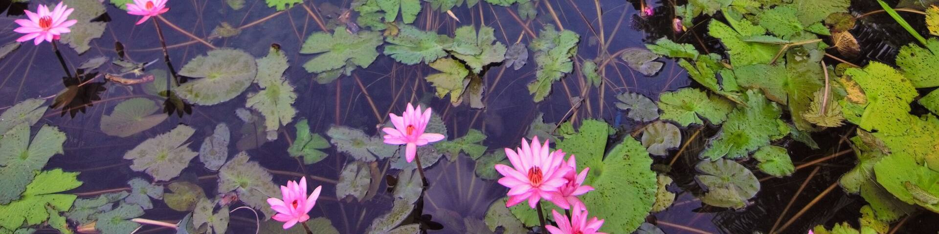 Adams is a one barangay municipality in the province of Ilocos Norte. A totally chill place, literally and figuratively. Surrounded by mountains, water abound, rivers flow swiftly with several waterfalls in the area. Another place added to my list of places that I want to go back to.