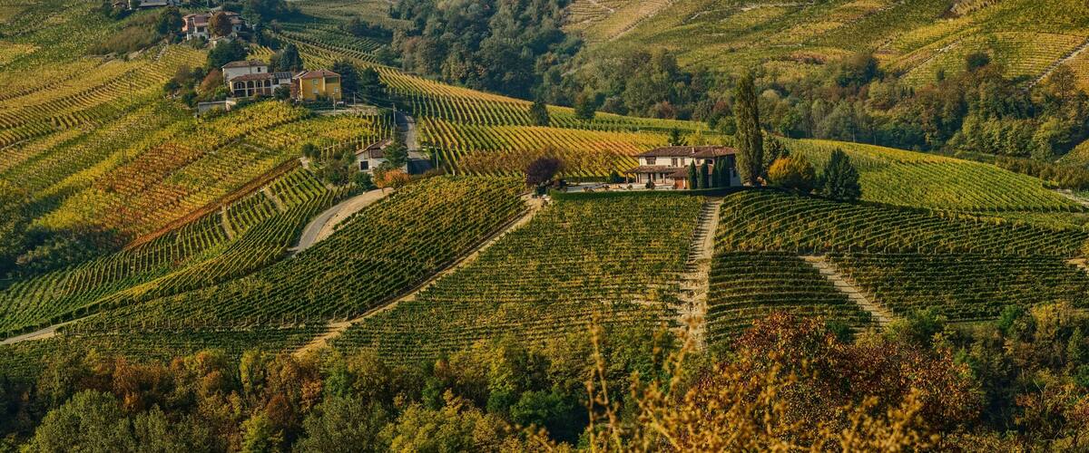 A vineyard landscape with terraced fields, a few buildings, and a distant tower.