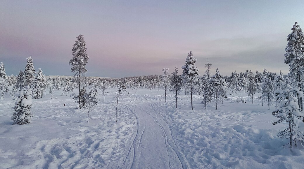 Snowy winter forest landscape on a sunset sky in winter in Rovaniemi, Finnish Lapland