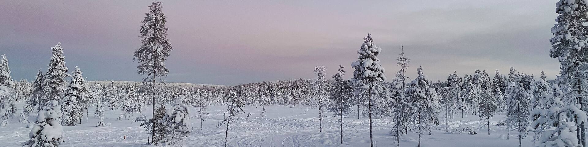 Snowy winter forest landscape on a sunset sky in winter in Rovaniemi, Finnish Lapland