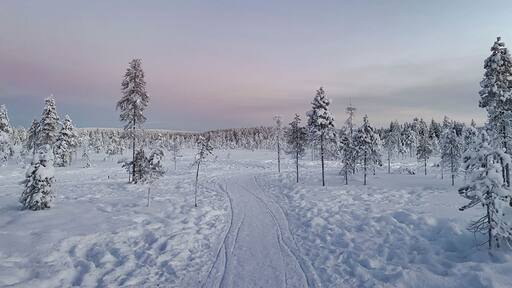 Snowy winter forest landscape on a sunset sky in winter in Rovaniemi, Finnish Lapland