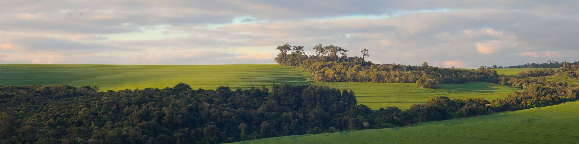 Agricultural production – Soy bean fields in Paraná Brazil