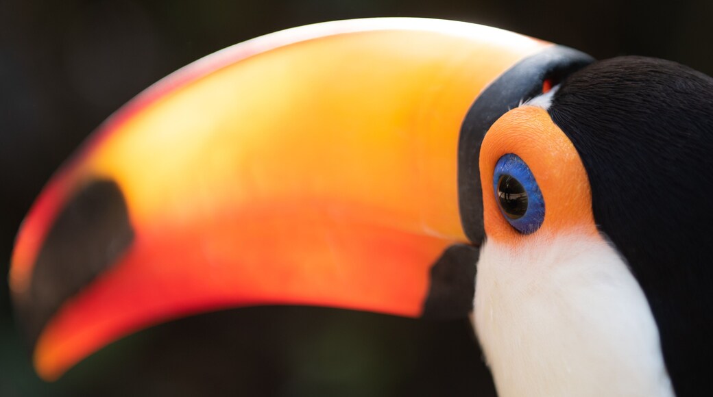 Ramphastos toco toucan