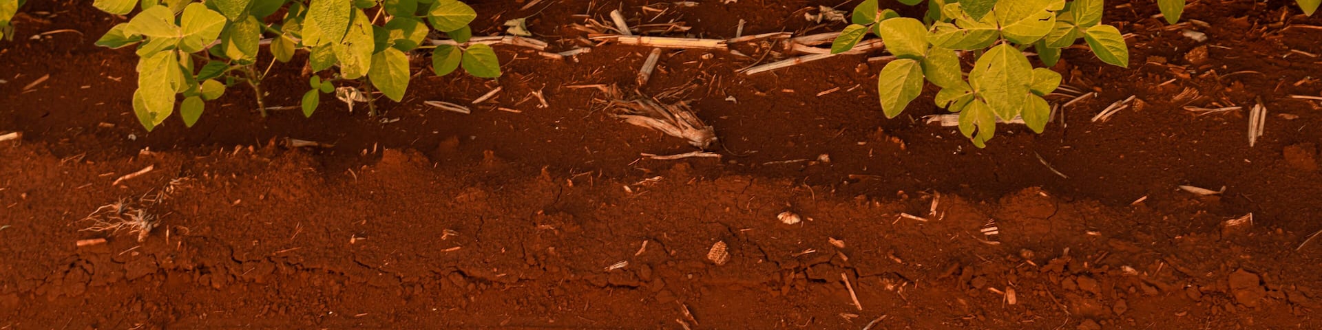 PLANTAÇÃO DE SOJA NA AGRICULTURA DE UMA CIDADE DO INTERIOR DO PARANA