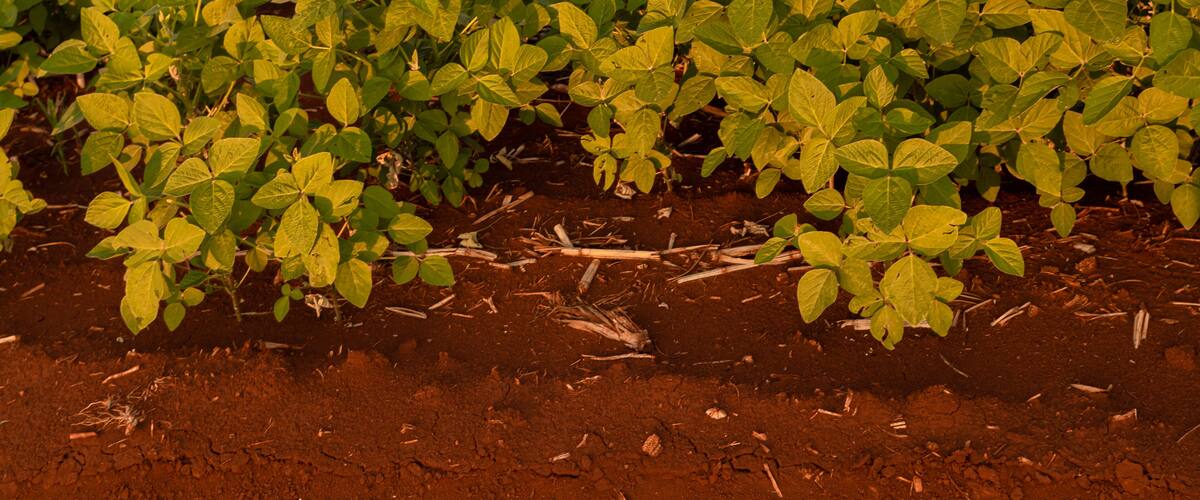 A field of young plants with green leaves and brown soil.
