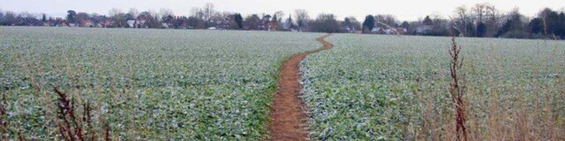 Footpath across the field