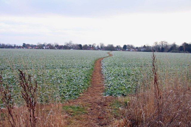 A rural field with a narrow path leading through it.