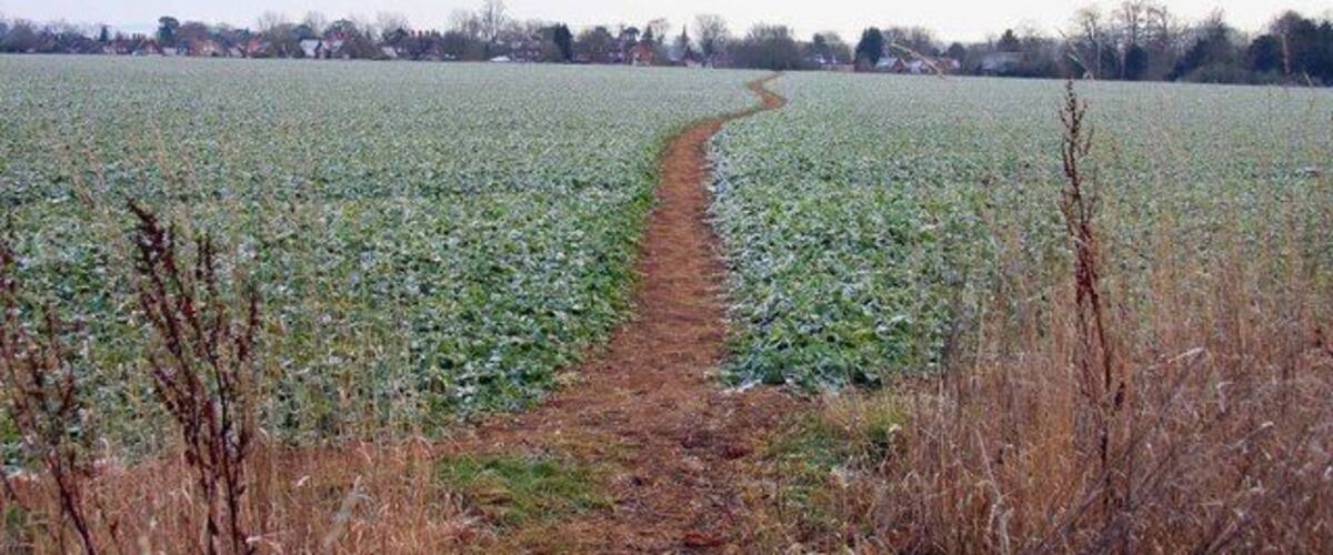 A rural field with a narrow path leading through it.