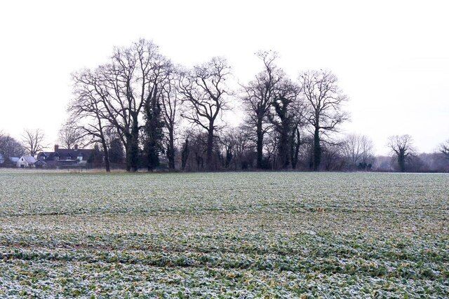 Copse in a field at Clifton Hampden