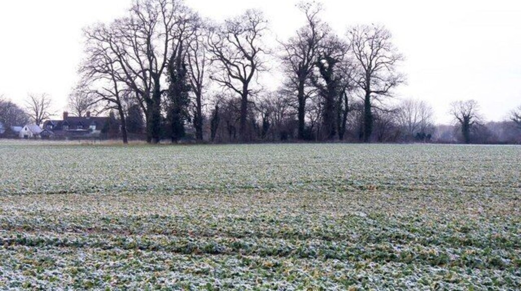 Copse in a field at Clifton Hampden