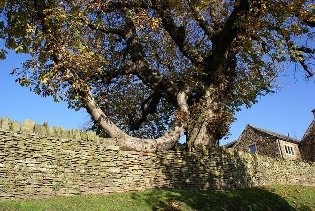 A large tree with a twisted trunk next to a stone wall and a small building.