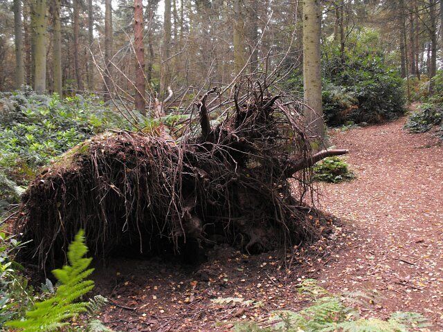 Fallen tree on Nesscliffe Hill