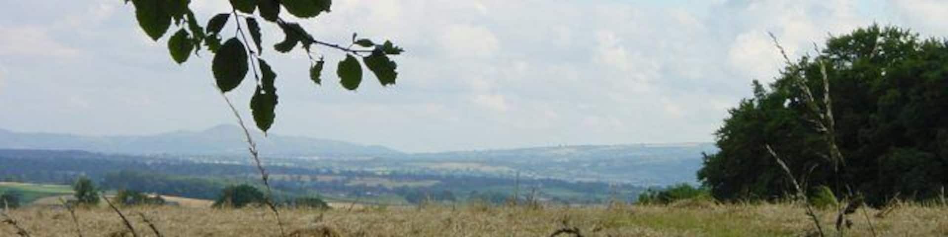 A grassy field with a tree branch in the foreground and a distant view of hills and a tree line.