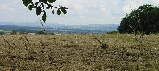 A grassy field with a tree branch in the foreground and a distant view of hills and a tree line.
