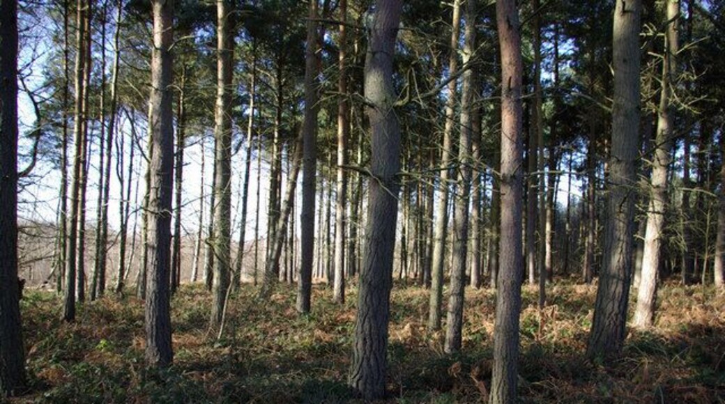 Conifers, Mereworth Woods These woods have quite a varied make-up, not all conifers like this.