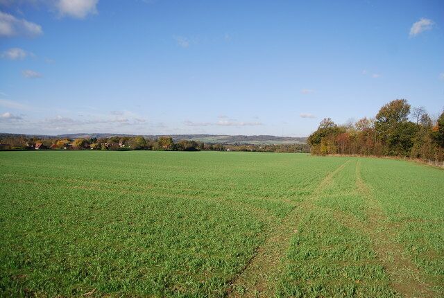 Field on the edge off Hurst Wood