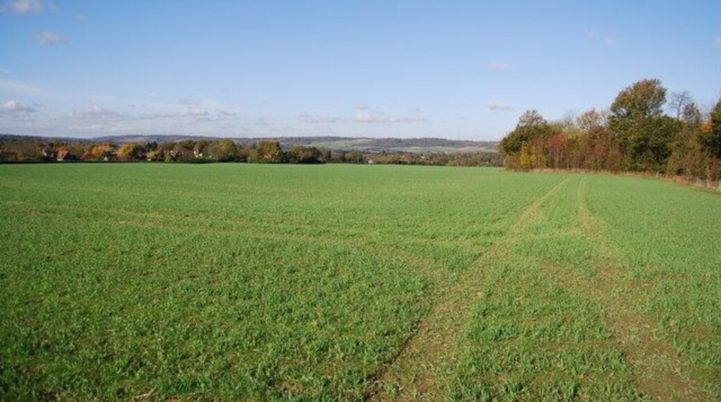 Field on the edge off Hurst Wood