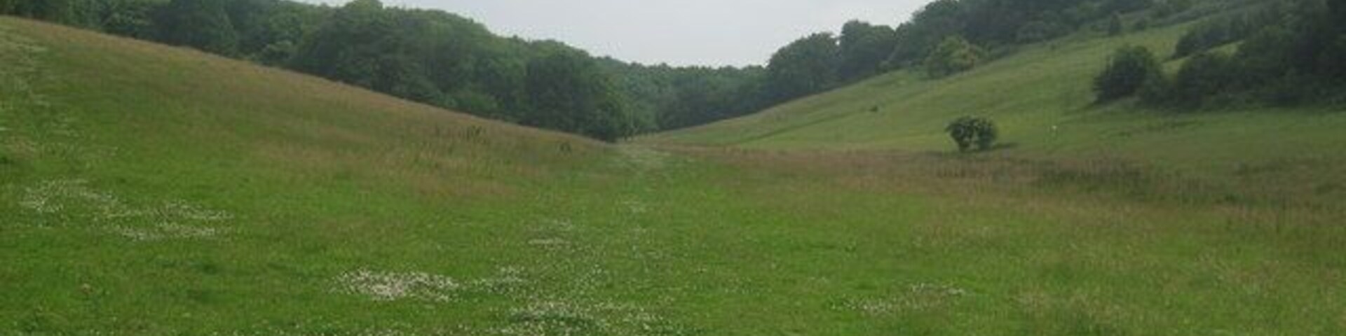 A 'clover' bridleway This bridleway leads from Thorneycroft Road, along the bottom of the valley, marked by the profusion of wild clover in the grass to Spuckles Wood (in the background) and then onto Hillside Road.