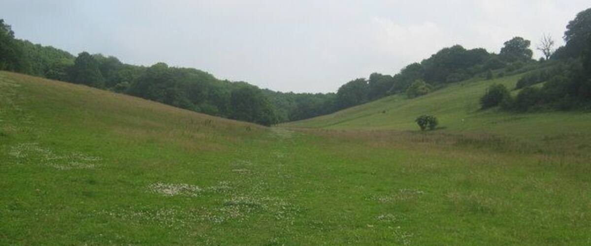 A grassy field with rolling hills and scattered trees.