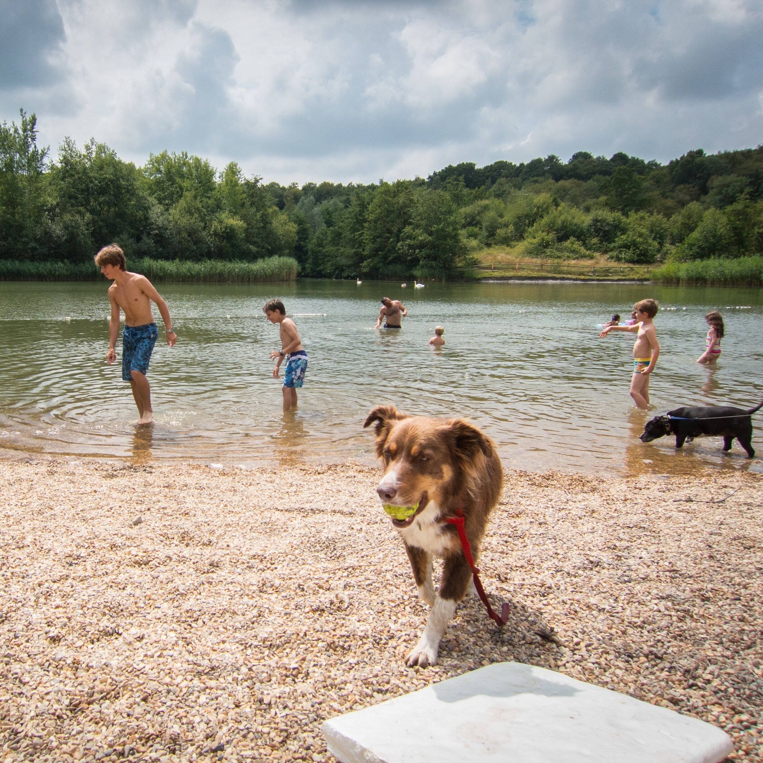 A lake with people and a dog on the shore.