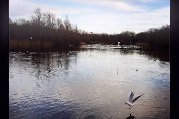 Ex quarry turned lake #nature #leisure