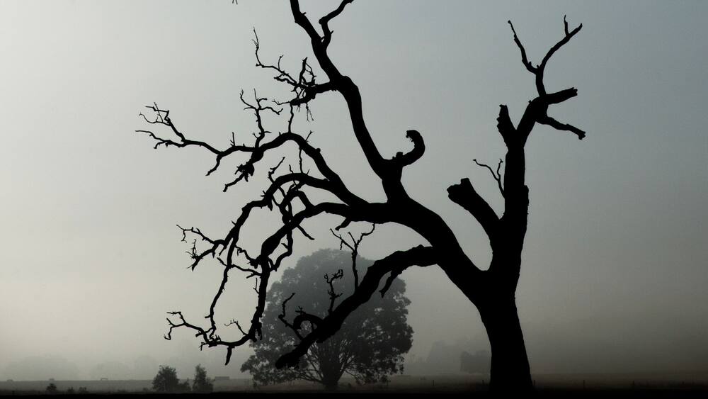 Early morning fog made for this dramatic portrait of an old river red-gum tree in the paddocks beside the river running through the township of Inverleigh in Rural Victoria, Australia.