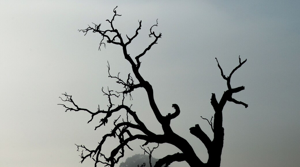 Early morning fog made for this dramatic portrait of an old river red-gum tree in the paddocks beside the river running through the township of Inverleigh in Rural Victoria, Australia.