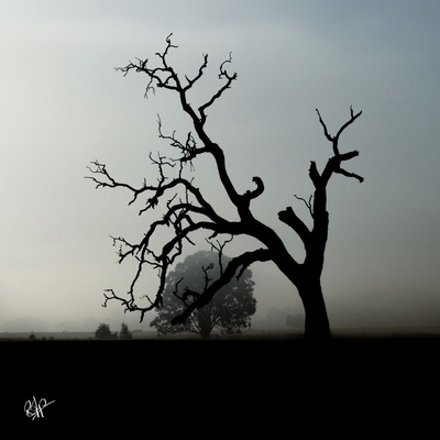 Early morning fog made for this dramatic portrait of an old river red-gum tree in the paddocks beside the river running through the township of Inverleigh in Rural Victoria, Australia.