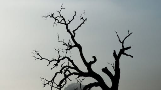 Early morning fog made for this dramatic portrait of an old river red-gum tree in the paddocks beside the river running through the township of Inverleigh in Rural Victoria, Australia.