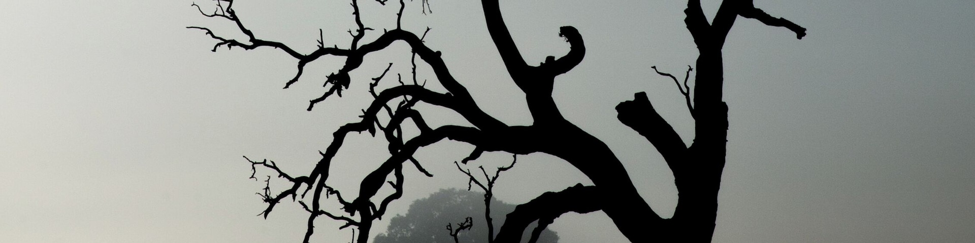 Early morning fog made for this dramatic portrait of an old river red-gum tree in the paddocks beside the river running through the township of Inverleigh in Rural Victoria, Australia.