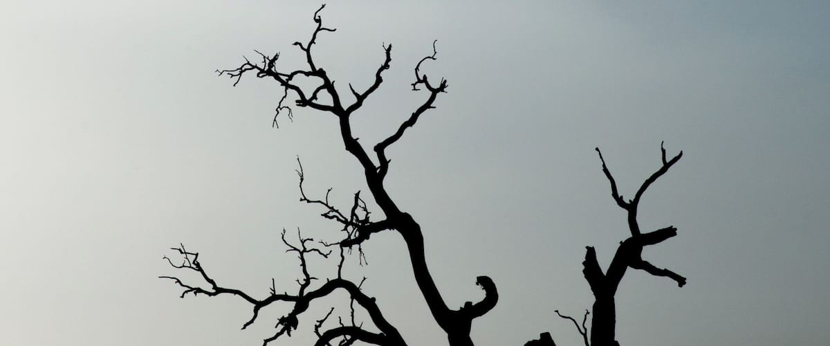 A silhouette of a leafless tree against a cloudy sky.