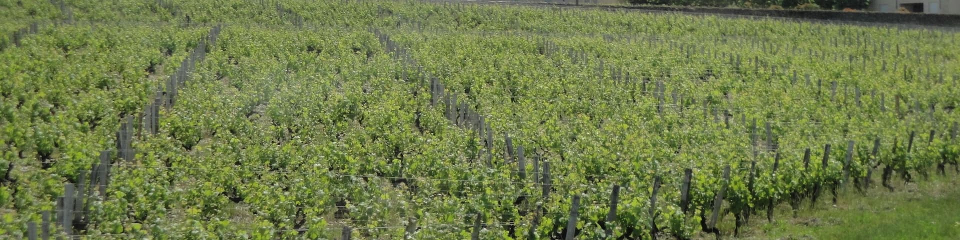 Château Lafaurie-Peyraguey and some of its vineyards as seen from the road leading up to Château Sigalas-Rabaud