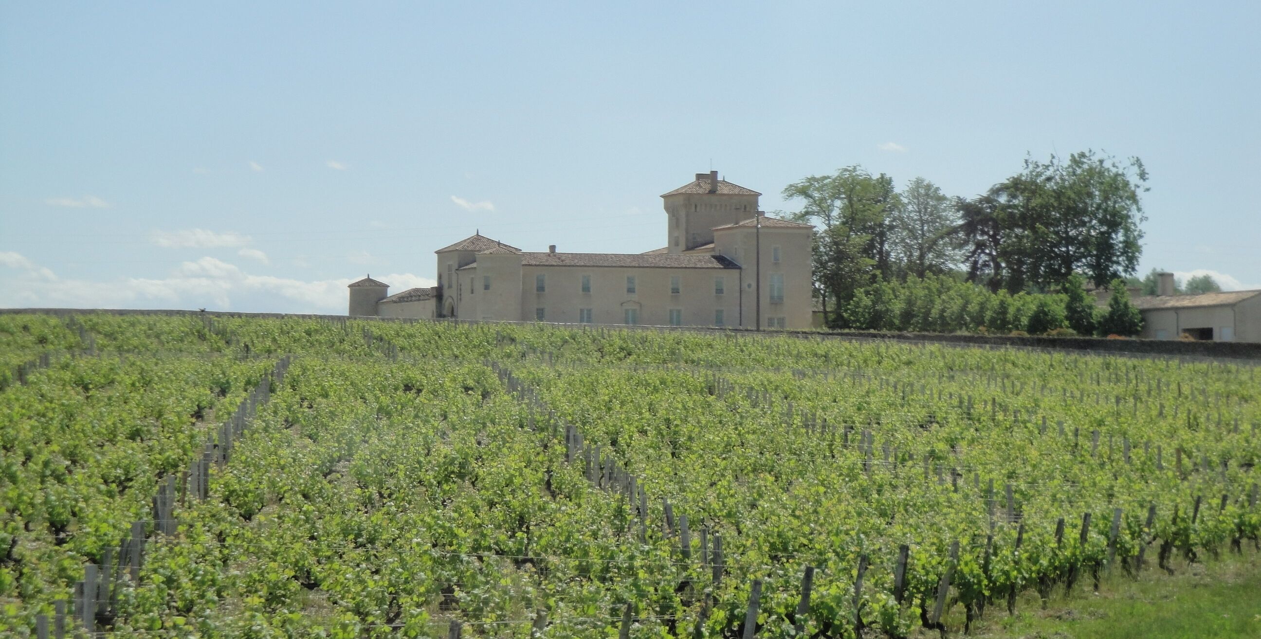 A vineyard with rows of grapevines and a large building in the background.