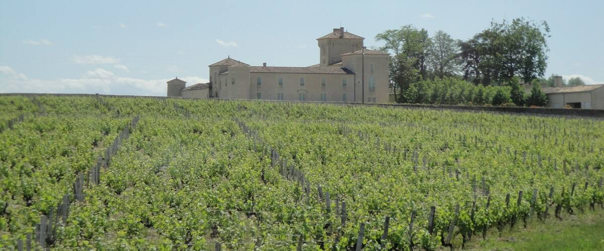 A vineyard with rows of grapevines and a large building in the background.