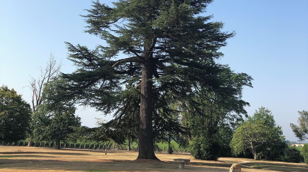 Beautiful winery and trees