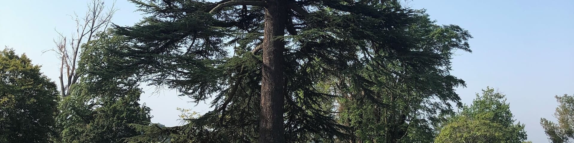 Beautiful winery and trees